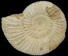 Perisphinctes Ammonite - Jurassic #68173-1